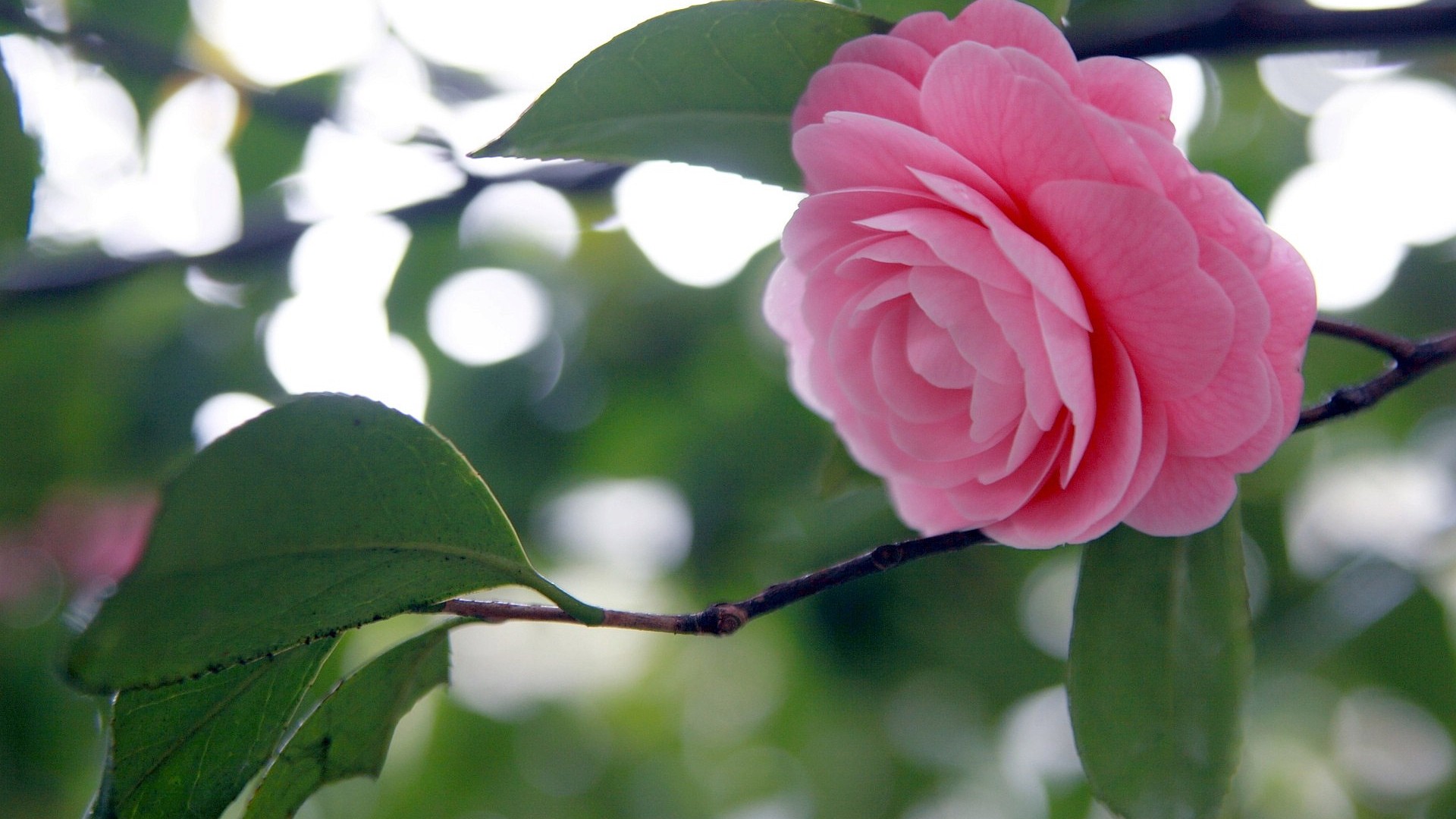 花开不多时TXT全集封面