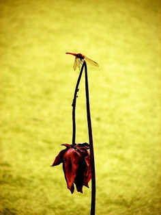 ��õ��֮��