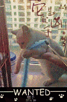 ��̦��è����